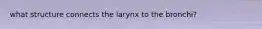 what structure connects the larynx to the bronchi?