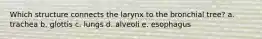 Which structure connects the larynx to the bronchial tree? a. trachea b. glottis c. lungs d. alveoli e. esophagus