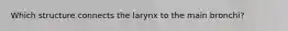 Which structure connects the larynx to the main bronchi?