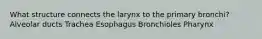 What structure connects the larynx to the primary bronchi? Alveolar ducts Trachea Esophagus Bronchioles Pharynx