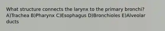 What structure connects the larynx to the primary bronchi? A)Trachea B)Pharynx C)Esophagus D)Bronchioles E)Alveolar ducts