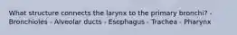 What structure connects the larynx to the primary bronchi? - Bronchioles - Alveolar ducts - Esophagus - Trachea - Pharynx