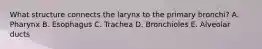 What structure connects the larynx to the primary bronchi? A. Pharynx B. Esophagus C. Trachea D. Bronchioles E. Alveolar ducts