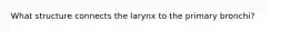 What structure connects the larynx to the primary bronchi?