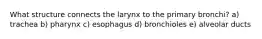 What structure connects the larynx to the primary bronchi? a) trachea b) pharynx c) esophagus d) bronchioles e) alveolar ducts