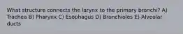 What structure connects the larynx to the primary bronchi? A) Trachea B) Pharynx C) Esophagus D) Bronchioles E) Alveolar ducts