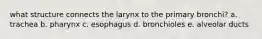 what structure connects the larynx to the primary bronchi? a. trachea b. pharynx c. esophagus d. bronchioles e. alveolar ducts