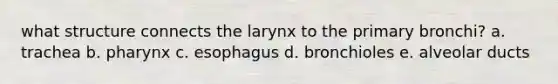 what structure connects the larynx to the primary bronchi? a. trachea b. pharynx c. esophagus d. bronchioles e. alveolar ducts