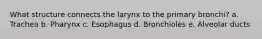 What structure connects the larynx to the primary bronchi? a. Trachea b. Pharynx c. Esophagus d. Bronchioles e. Alveolar ducts