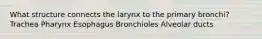 What structure connects the larynx to the primary bronchi? Trachea Pharynx Esophagus Bronchioles Alveolar ducts