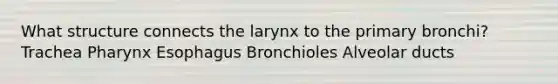 What structure connects the larynx to the primary bronchi? Trachea Pharynx Esophagus Bronchioles Alveolar ducts