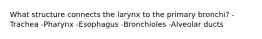 What structure connects the larynx to the primary bronchi? -Trachea -Pharynx -Esophagus -Bronchioles -Alveolar ducts