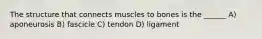 The structure that connects muscles to bones is the ______ A) aponeurosis B) fascicle C) tendon D) ligament