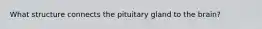 What structure connects the pituitary gland to the brain?