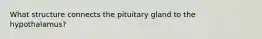 What structure connects the pituitary gland to the hypothalamus?