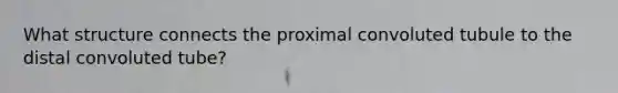 What structure connects the proximal convoluted tubule to the distal convoluted tube?