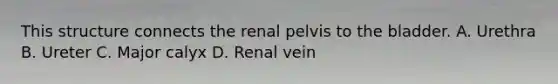 This structure connects the renal pelvis to the bladder. A. Urethra B. Ureter C. Major calyx D. Renal vein