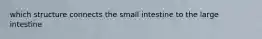 which structure connects the small intestine to the large intestine