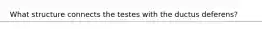 What structure connects the testes with the ductus deferens?