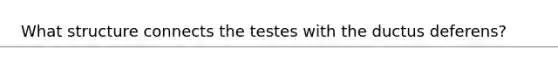 What structure connects the testes with the ductus deferens?