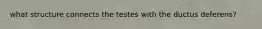 what structure connects the testes with the ductus deferens?