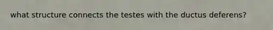 what structure connects the testes with the ductus deferens?