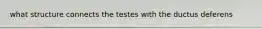 what structure connects the testes with the ductus deferens