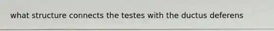 what structure connects the testes with the ductus deferens