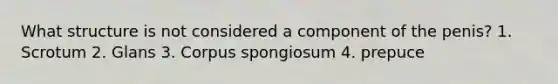 What structure is not considered a component of the penis? 1. Scrotum 2. Glans 3. Corpus spongiosum 4. prepuce