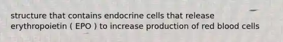 structure that contains endocrine cells that release erythropoietin ( EPO ) to increase production of red blood cells