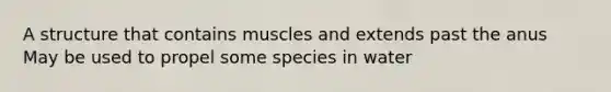 A structure that contains muscles and extends past the anus May be used to propel some species in water