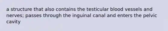 a structure that also contains the testicular blood vessels and nerves; passes through the inguinal canal and enters the pelvic cavity