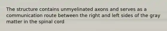 The structure contains unmyelinated axons and serves as a communication route between the right and left sides of the gray matter in the spinal cord