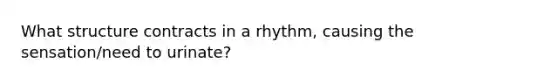 What structure contracts in a rhythm, causing the sensation/need to urinate?