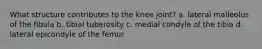 What structure contributes to the knee joint? a. lateral malleolus of the fibula b. tibial tuberosity c. medial condyle of the tibia d. lateral epicondyle of the femur