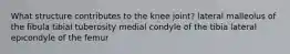 What structure contributes to the knee joint? lateral malleolus of the fibula tibial tuberosity medial condyle of the tibia lateral epicondyle of the femur