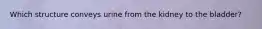 Which structure conveys urine from the kidney to the bladder?
