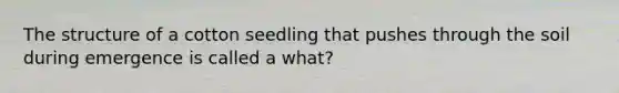 The structure of a cotton seedling that pushes through the soil during emergence is called a what?