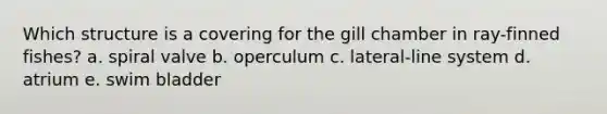 Which structure is a covering for the gill chamber in ray-finned fishes? a. spiral valve b. operculum c. lateral-line system d. atrium e. swim bladder