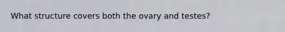 What structure covers both the ovary and testes?