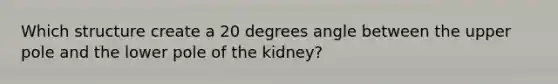 Which structure create a 20 degrees angle between the upper pole and the lower pole of the kidney?