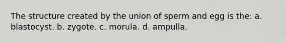 The structure created by the union of sperm and egg is the: a. blastocyst. b. zygote. c. morula. d. ampulla.