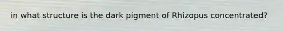 in what structure is the dark pigment of Rhizopus concentrated?