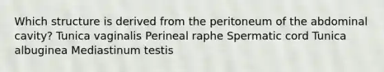 Which structure is derived from the peritoneum of the abdominal cavity? Tunica vaginalis Perineal raphe Spermatic cord Tunica albuginea Mediastinum testis