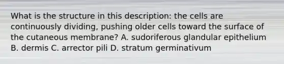 What is the structure in this description: the cells are continuously dividing, pushing older cells toward the surface of the cutaneous membrane? A. sudoriferous glandular epithelium B. dermis C. arrector pili D. stratum germinativum