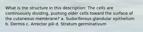 What is the structure in this description: The cells are continuously dividing, pushing older cells toward the surface of the cutaneous membrane? a. Sudoriferous glandular epithelium b. Dermis c. Arrector pili d. Stratum germinativum