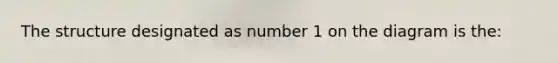 The structure designated as number 1 on the diagram is the: