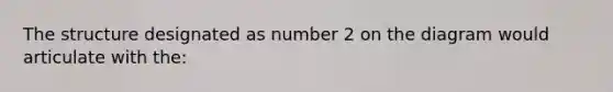 The structure designated as number 2 on the diagram would articulate with the: