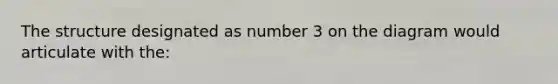 The structure designated as number 3 on the diagram would articulate with the: