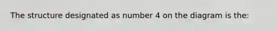 The structure designated as number 4 on the diagram is the: